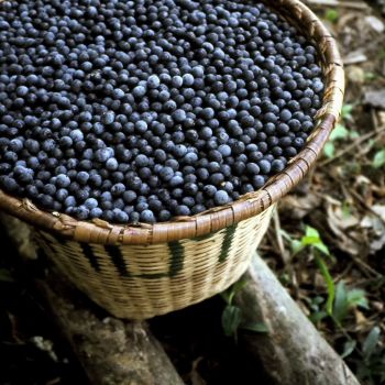 Açaí (extrato seco 4:1)
