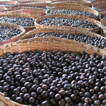 Açaí (extrato seco 5:1)