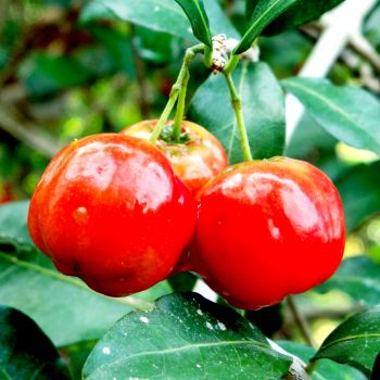 Acerola (extrato seco 17% Vit C)