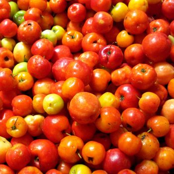 Acerola (extrato seco 25% Vit C)