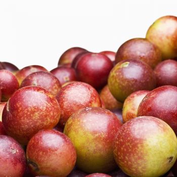 Camu Camu (extrato seco 20% Vit C)