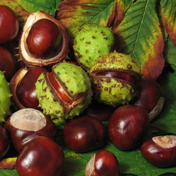 Castanha da Índia (extrato seco)