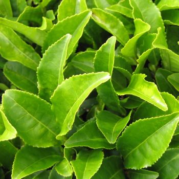 Chá Verde