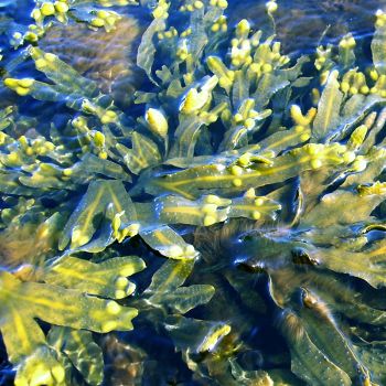 Fucus (extrato seco)