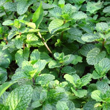 Chá de Menta