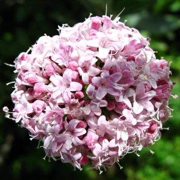 Valeriana (extrato seco)